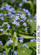 Брунера крупнолистная (лат. Brunnera macrophylla) Стоковое фото, фотограф Елена Коромыслова / Фотобанк Лори