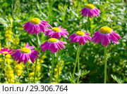 Пиретрум розовый (лат. Pyrethrum roseum), или персидские ромашки цветут в саду. Стоковое фото, фотограф Елена Коромыслова / Фотобанк Лори