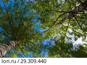 Green kroner of two birches with gray trunks. Стоковое фото, фотограф Алексей Дмецов / Фотобанк Лори