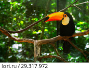 Toco toucan. Стоковое фото, фотограф Яков Филимонов / Фотобанк Лори
