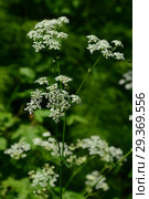 Купырь лесной (лат. Anthríscus sylvestris) — двухлетнее травянистое растение, вид рода Купырь (Anthriscus) семейства Зонтичные (Apiaceae) Стоковое фото, фотограф lana1501 / Фотобанк Лори