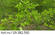 Плантация деревьев Гинкго. Plantations of Ginkgo. Стоковое видео, видеограф Евгений Романов / Фотобанк Лори