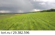 Плантация деревьев Гинкго. Вид сверху. Plantations of Ginkgo. Aerial view. Стоковое видео, видеограф Евгений Романов / Фотобанк Лори