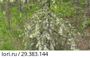 Мох и лишайник на древесном пне. Moss and lichen on a tree stump. Стоковое видео, видеограф Евгений Романов / Фотобанк Лори