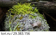 Мох и лишайник на древесном пне. Moss and lichen on a tree stump. Стоковое видео, видеограф Евгений Романов / Фотобанк Лори