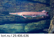 Рыба панцирная щука. Longnose Gar. Стоковое фото, фотограф Галина Савина / Фотобанк Лори