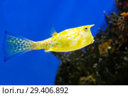 Рыба рогатый кузовок. Cowfish longhorn. Стоковое фото, фотограф Галина Савина / Фотобанк Лори