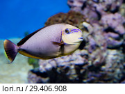 Рыба - хирург Носорог Вламинга. (Bignose unicornfish) Стоковое фото, фотограф Галина Савина / Фотобанк Лори