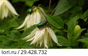 Цветущий клематис и жук бронзовка. Flowering clematis and green rose chafer. Стоковое фото, фотограф Евгений Романов / Фотобанк Лори
