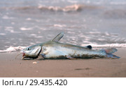 The Hardhead Catfish (Arius felis) lies on the sandy shore. In the background are waves of the Gulf of Mexico. Texas, United States. Стоковое фото, фотограф Ирина Кожемякина / Фотобанк Лори