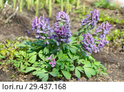 Хохлатка Галлера, или Хохлатка плотная (лат. Corydalis halleri, Corydalis solida ) цветет весной. Стоковое фото, фотограф Елена Коромыслова / Фотобанк Лори
