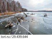 Коряги, вмерзшие в лед на озере Увильды поздней осенью. Южный Урал, Челябинская область (2018 год). Стоковое фото, фотограф Овчинникова Ирина / Фотобанк Лори
