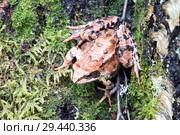 Tree frog on spring leaves. Lithobates sylvaticus .Russia. Leningrad region. Стоковое фото, фотограф Алексей Маринченко / Фотобанк Лори