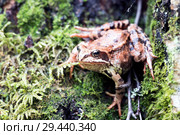 Tree frog on spring leaves. Lithobates sylvaticus .Russia. Leningrad region. Стоковое фото, фотограф Алексей Маринченко / Фотобанк Лори