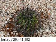 Round cactus on a bed with stones. Стоковое фото, фотограф Володина Ольга / Фотобанк Лори
