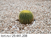 Round cactus on a bed with stones. Стоковое фото, фотограф Володина Ольга / Фотобанк Лори