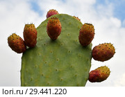 Beautiful prickly pear cactus on sky background. Стоковое фото, фотограф Володина Ольга / Фотобанк Лори