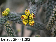 A Beautiful cactus with an yellow flowers. Стоковое фото, фотограф Володина Ольга / Фотобанк Лори