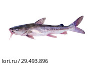 The hardhead catfish (Ariopsis felis).    Isolated on white background. Стоковое фото, фотограф Ирина Кожемякина / Фотобанк Лори