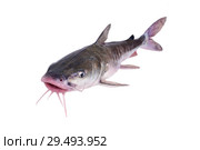 The hardhead catfish (Ariopsis felis).    Isolated on white background. Стоковое фото, фотограф Ирина Кожемякина / Фотобанк Лори