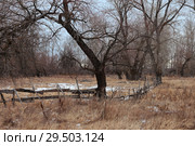 Изгородь прибита к ивам. Стоковое фото, фотограф Анатолий Матвейчук / Фотобанк Лори
