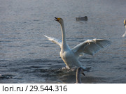Beautiful white whooping swans. Стоковое фото, фотограф Jan Jack Russo Media / Фотобанк Лори