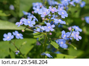 Брунера крупнолистная (лат. Brunnera macrophylla) крупным планом. Стоковое фото, фотограф Елена Коромыслова / Фотобанк Лори