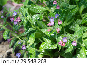Медуница сахарная, или пятнистая (лат. Pulmonaria saccharata) цветет в саду весной. Стоковое фото, фотограф Елена Коромыслова / Фотобанк Лори
