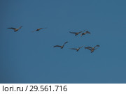 Beautiful white whooping swans. Стоковое фото, фотограф Jan Jack Russo Media / Фотобанк Лори