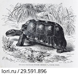 Лесная черепаха (Testudo tabulata) - рисунок  из книги А. Брэма "Жизнь животных" 1896 г. Стоковая иллюстрация, иллюстратор Вера Смолянинова / Фотобанк Лори