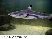 Черноперая рифовая акула. Blacktip reef shark . (2018 год). Редакционное фото, фотограф Галина Савина / Фотобанк Лори