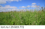 Beautiful meadow grass against sky by day in Russia. Fragment. Стоковое видео, видеограф Володина Ольга / Фотобанк Лори