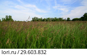 Field grass swaying in wind. Nature of Russia. Стоковое видео, видеограф Володина Ольга / Фотобанк Лори