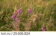 Mature oats and blooming Sally in sunset light. Nature of Russia. Стоковое видео, видеограф Володина Ольга / Фотобанк Лори