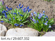 Мускари широколистный (лат. Мuscari latifolium Kirk) и Сцилла двулистная Таурика (лат. Scilla difolia L.) на весенней клумбе в саду. Стоковое фото, фотограф Елена Коромыслова / Фотобанк Лори