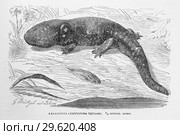Аксолотль (Amblystoma tigrinum) - рисунок  из книги А. Брэма "Жизнь животных" 1896 г. Стоковая иллюстрация, иллюстратор Вера Смолянинова / Фотобанк Лори