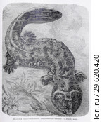 Японский скрытожаберникъ (Megalobatrachus maximus) - рисунок  из книги А. Брэма "Жизнь животных" 1896 г. Стоковая иллюстрация, иллюстратор Вера Смолянинова / Фотобанк Лори