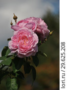 Роза флорибунда Наташа Ричардсон (Harpacte), (лат. Rosa Natasha Richardson). Harkness Roses (розы Харкнесса), Britain 2011. Стоковое фото, фотограф lana1501 / Фотобанк Лори