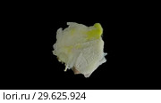 Isolated garlic clove squishes in the studio with black background. Стоковое видео, видеограф Dzmitry Astapkovich / Фотобанк Лори