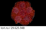 Five isolated red raspberries squished in the studio with black background. Стоковое видео, видеограф Dzmitry Astapkovich / Фотобанк Лори