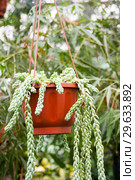 Plant in flower pot (Sedum morganianum E. Walther) Стоковое фото, фотограф Катерина Белякина / Фотобанк Лори