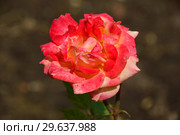 Роза чайно-гибридная Раймонд Копа (Raymond Kopa) Стоковое фото, фотограф lana1501 / Фотобанк Лори