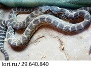 Поцелуй двух гремучих змей. Southern Pacific Rattlesnake. Стоковое фото, фотограф Галина Савина / Фотобанк Лори