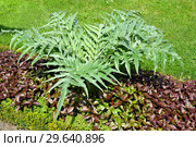 Артишок посевной (Cynara scolymus L.) в декоративном озеленении. Стоковое фото, фотограф Ирина Борсученко / Фотобанк Лори