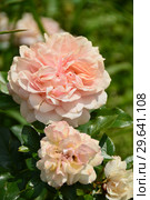 Роза флорибунда Жуа Де Вив (Rosa Joie de Vivre), Kordes (Германия), 2007. Стоковое фото, фотограф lana1501 / Фотобанк Лори