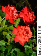 Роза чайно-гибридная Бьюти Стар (Beauty Star), Fryer's Roses, 1990. Стоковое фото, фотограф lana1501 / Фотобанк Лори