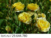 Чайно-гибридная роза Глория Дей (Глория Пис, Мадам А. Мейян) (Rosa Peace, Gloria Dei), Франция, Meilland 1945. Стоковое фото, фотограф lana1501 / Фотобанк Лори