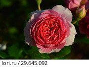 Роза французская кустовая Амандин Шанель (Amandine Chanel), Massad Франция, 2004. Стоковое фото, фотограф lana1501 / Фотобанк Лори