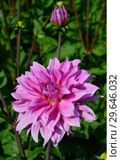 Георгина декоративная Вассио Меггос (лат. Dahlia Vassio Meggos) Стоковое фото, фотограф lana1501 / Фотобанк Лори