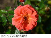 Роза флорибунда Таттон (FRYentice, Casanova, Francois Mauriac, Tatton Park) (Rosa Tatton), Fryers Roses, Великобритания, 2000. Стоковое фото, фотограф lana1501 / Фотобанк Лори